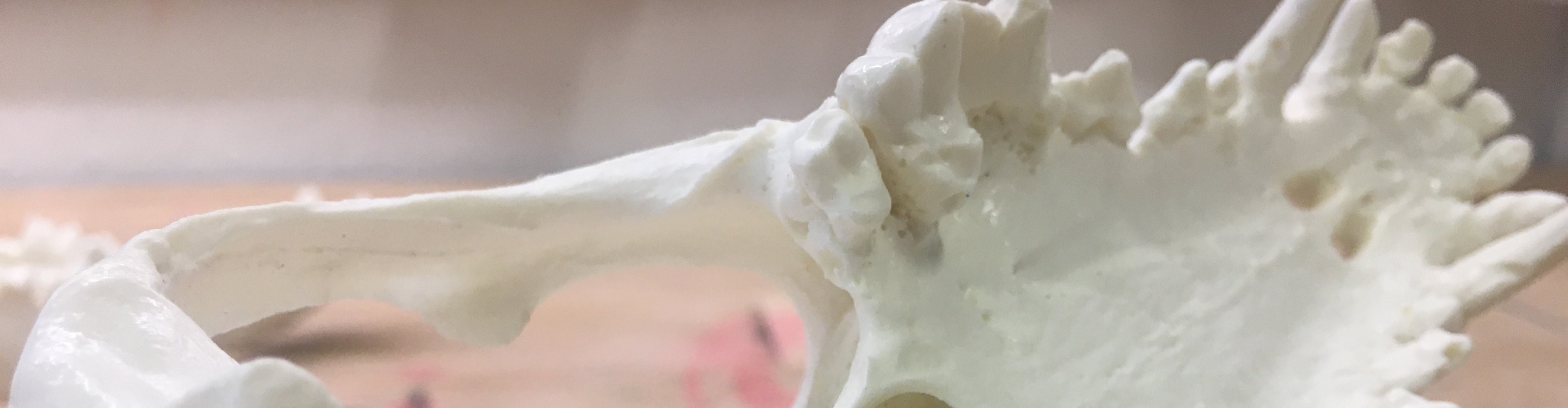 Anatomische Knochen