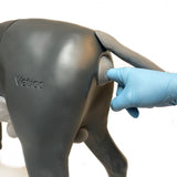 Prostate Physiological