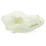 Skull | Dog