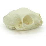 Skull Complete | Cat