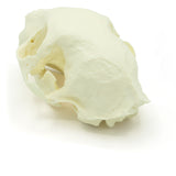 Skull Complete | Cat