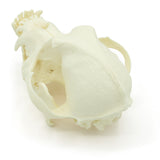 Skull Brachycephalic | Dog