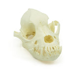 Skull Brachycephalic | Dog