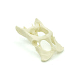 Pelvis with Sacrum | Cat