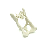 Pelvis with Sacrum | Cat