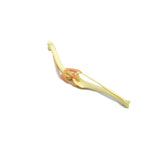 Knee Joint | Dog