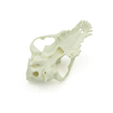 Skull | dog