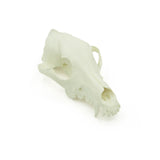 Skull | dog