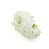 Skull | Dog