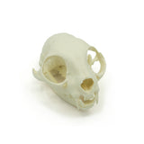 Skull Complete | Cat