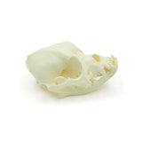 Skull Brachycephalic | Dog
