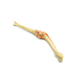 Knee Joint | Dog