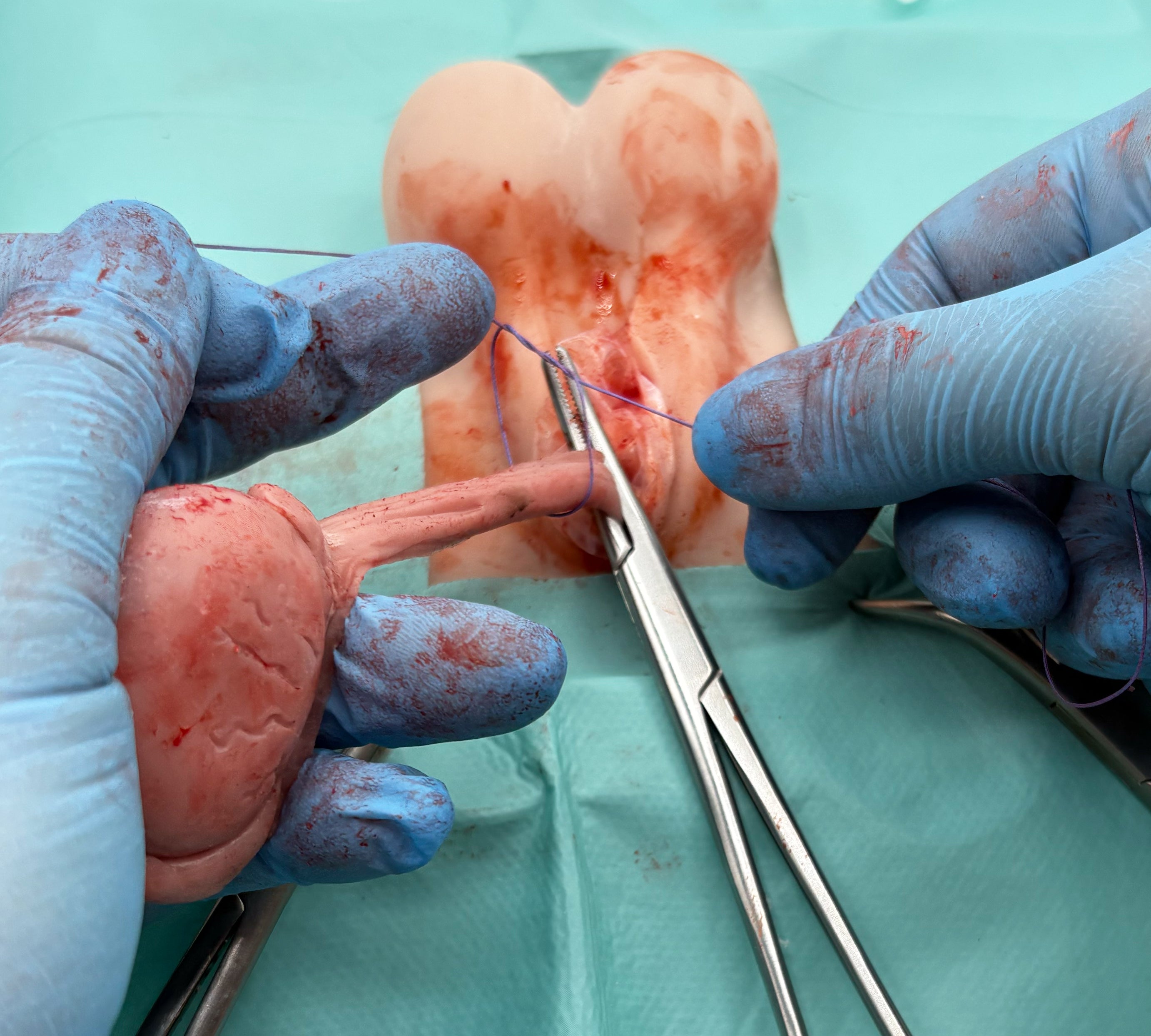 Train Before You Cut: Our New Canine Male Castration Model
