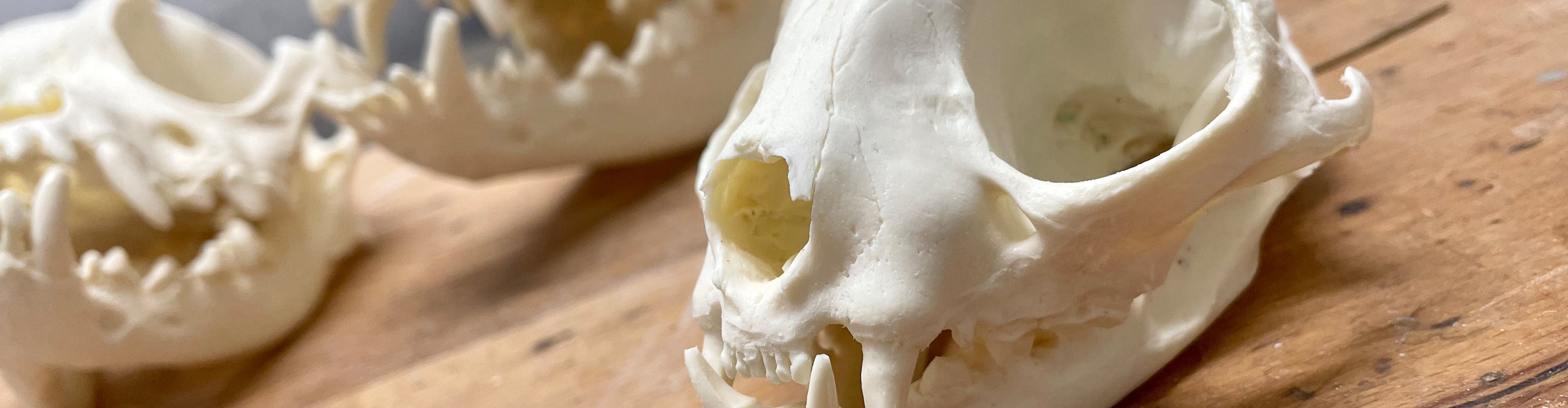 Anatomie