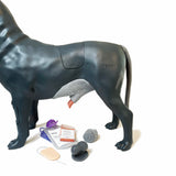 Androdog Andy