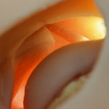 Arthro shoulder - humerus with cartilage damage
