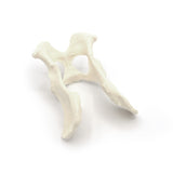 Pelvis | Dog