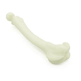 Femur | Dog