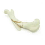 Femur comminuted Fx | Dog