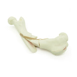 Femur comminuted Fx - with bone marrow | Dog