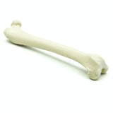 Femur | Cat