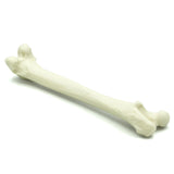 Femur | Cat