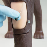 Cephalic Vein