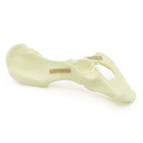 Hemipelvis Fx | Dog