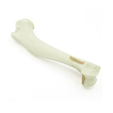 Humerus distal Y-Fx | Dog