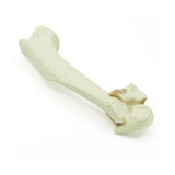 Humerus distal Y-Fx | Dog