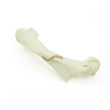 Humerus Spiral Fx | Dog