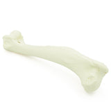 Humerus | Hund