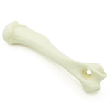 Humerus | Hund