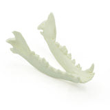 Mandibula | Hund