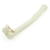 Radius distal transverse Fx | Dog