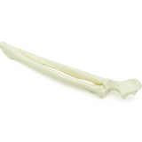 Radius & Ulna | Dog