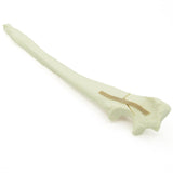 Ulna comminuted olecranon Fx | Dog
