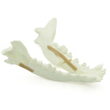 Mandible Fx | Dog