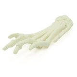 Forefoot | dog