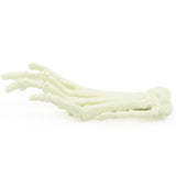 Forefoot | dog