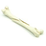 Femur long oblique Fx - with bone marrow | Cat
