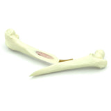 Femur long oblique Fx - with bone marrow | Cat