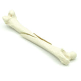 Femur long oblique Fx | Cat