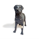 Androdog Andy