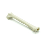 Femur intact - with bone marrow | Cat