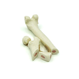 Femur femoral neck fracture and comminuted Fx - with bone marrow | Cat