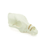 Upper skull Fx | Dog