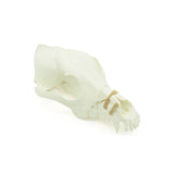 Upper skull Fx | Dog