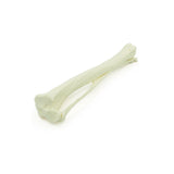 Tibia & Fibula | Hund