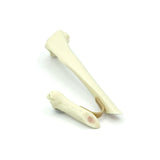 Tibia short oblique Fx - with bone marrow | Cat